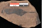 Foto (Detailsansicht) von Quercus palaeoilex Ettingshausen (NHMW-GEO-2024-0188-0849)